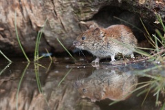 D7C 8201 Dieren, Woelmuis